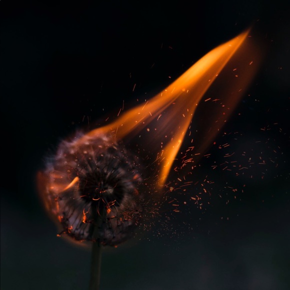 Meet your Posher, Baylee - Picture 1 of 1